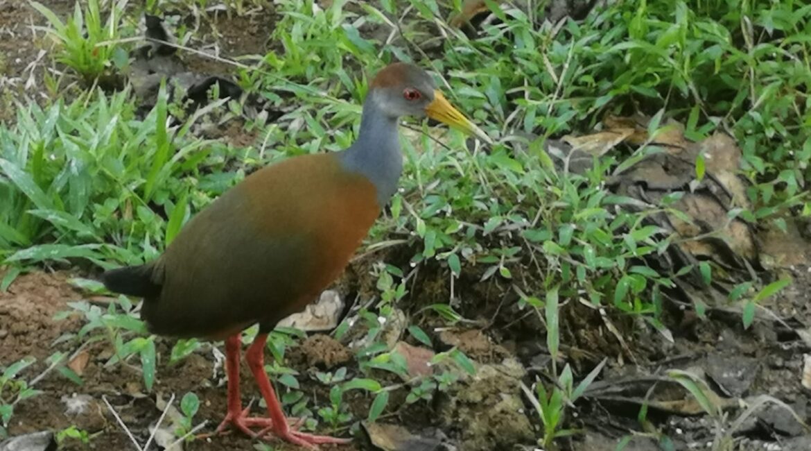 Feathered Wonders: 10 Essential Bird Watching Tips in Puerto Viejo de Sarapiquí