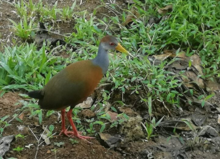 Feathered Wonders: 10 Essential Bird Watching Tips in Puerto Viejo de Sarapiquí